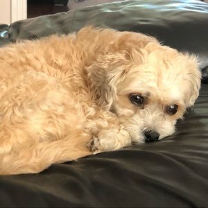 Meet your Posher, Domo